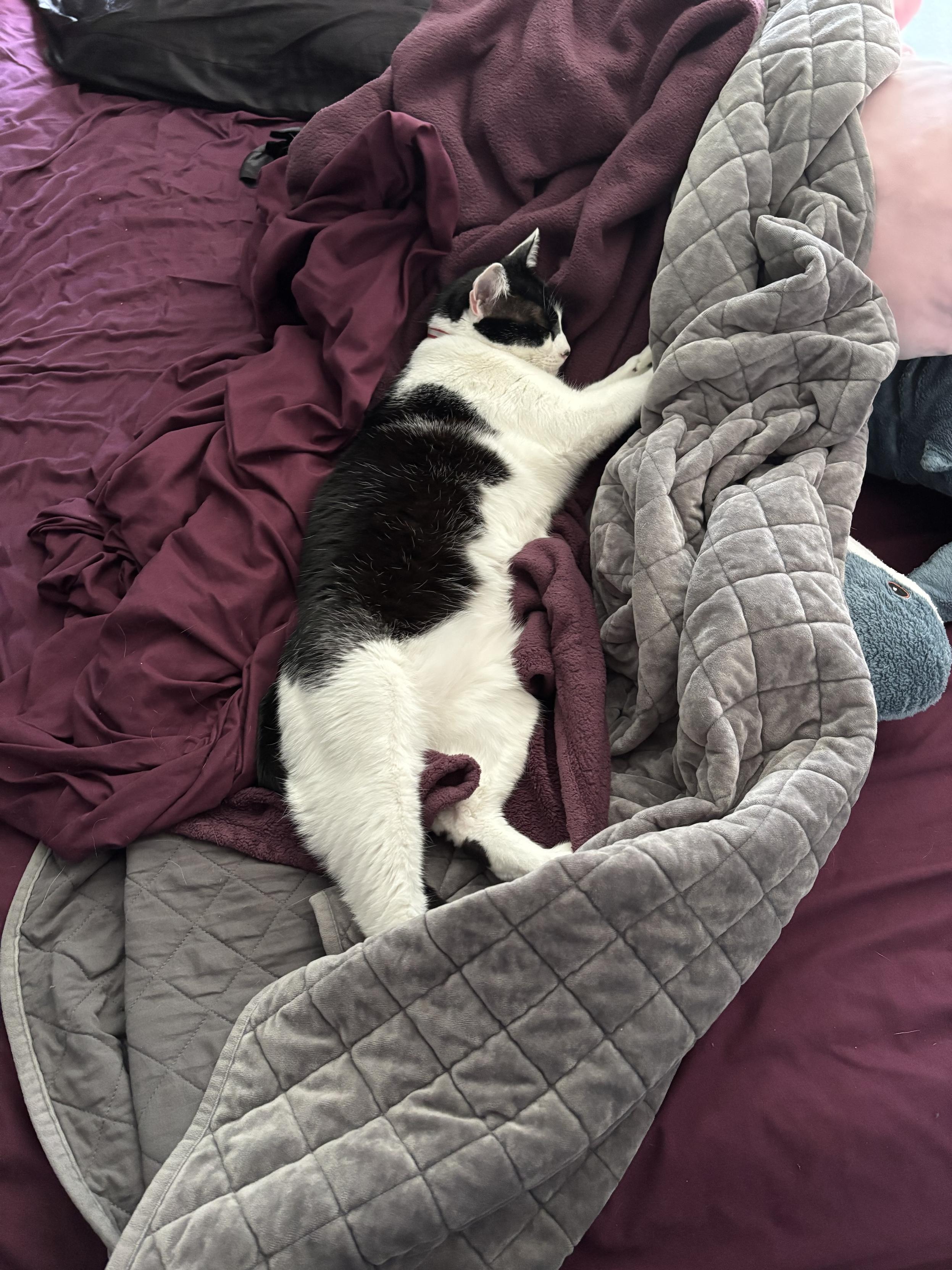 A tuxedo cat peacefully sprawled out asleep on a bed. A blahaj peaks out from the blankets