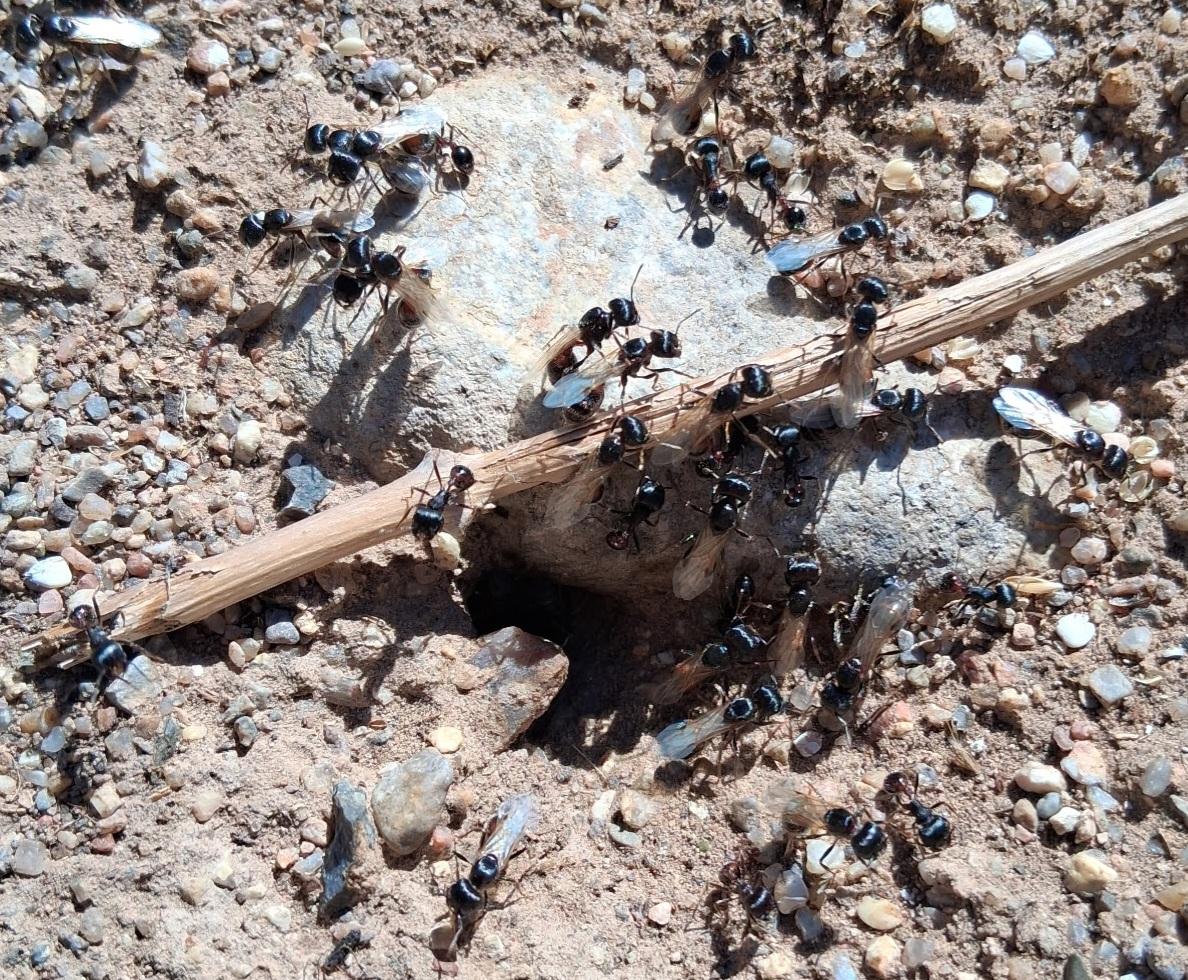 A mix of winged and unwinged ants on an ant hill. The ants are largish and black.